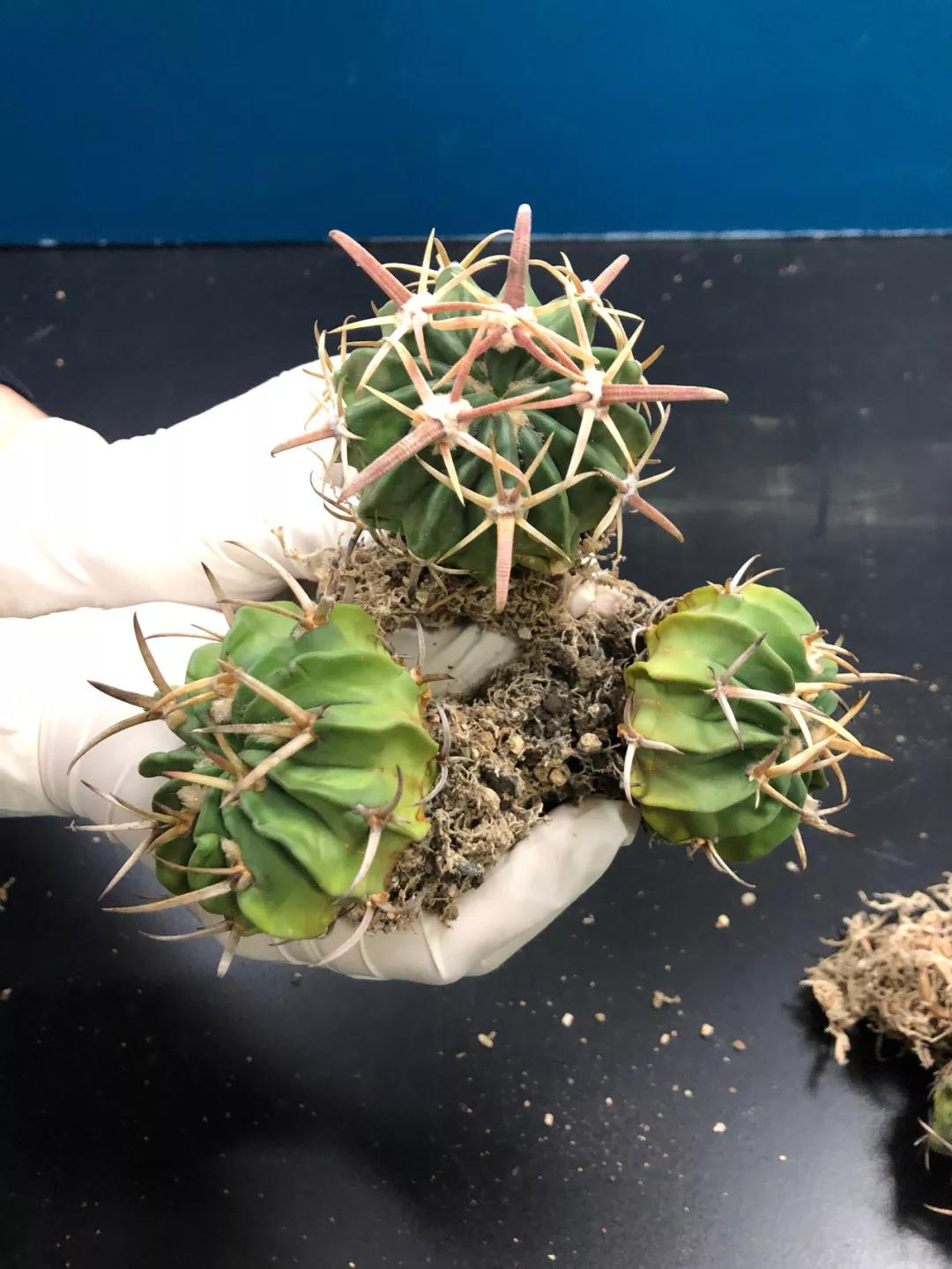 這些 “多肉” 植物不要寄進(jìn)境了，瀕危！